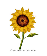 Watercolor painting of sunflower with white background with lettering underneath