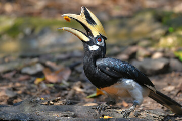 Oriental Pied Hornbill on the ground birdwatching in the forest.