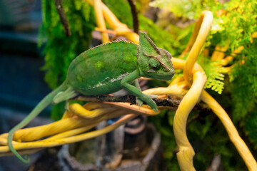 green chameleon sits on a branch close. Wild animals reptile.