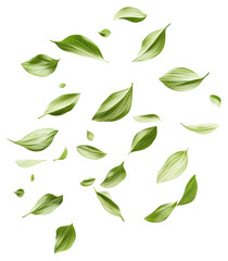 Naklejka premium PNG Flying grass petals background leaves green.