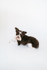 Black and White Miniature Schnauzer posing for a portrait in a professional studio