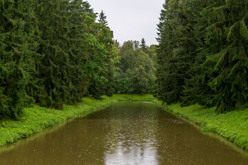 Fototapeta premium Fir trees along the river banks in the park during the rain