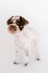 Black and White Miniature Schnauzer Puppy posing for a portrait in a professional studio