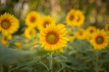 Obraz premium Detalhe de uma linda plantação de girassóis com foco no primeiro plano.