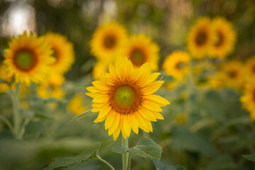 Detalhe de uma linda plantação de girassóis com foco no primeiro plano.