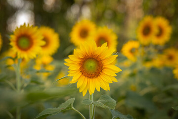 Detalhe de uma linda plantação de girassóis com foco no primeiro plano.