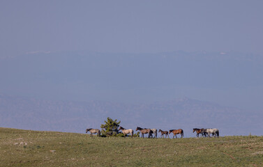 Wild Horses in Summer in the Pryor Mountains Montana 