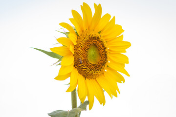 Close up em um girassol com fundo branco.