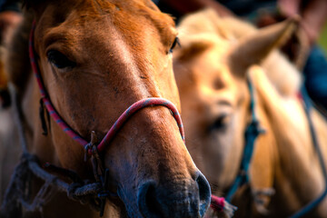 Mongolian horse in Danshig Naadam and Khuree Tsam festival, joined the festival for racing or...