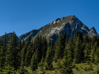 légette du mirantin en beaufortain secteur arêches, avec épicéas et ciel bleu