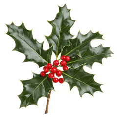 Fototapeta premium PNG Christmas holly with red berries christmas leaves plant.