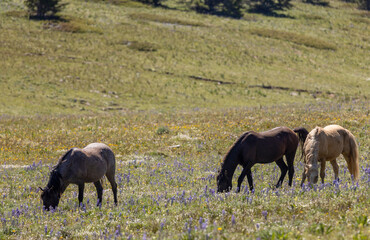 Wild Horses in Summer in the Pryor Mountains Montana 