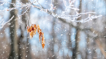 frost covered tree branch with dry leaves in forest during snowfall