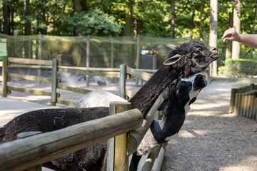 Two playful llamas interacting at a vibrant forested zoo in the afternoon sunlight