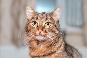 Fototapeta premium beautiful brown cat with big green eyes in the room by the window