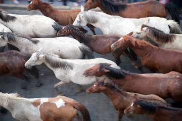 Herd of Horses During Saca De Las Yeguas Festival in Almonte, Spain