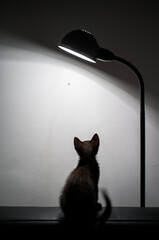 Curious Black Kitten Observes Insect Under Lamp Light