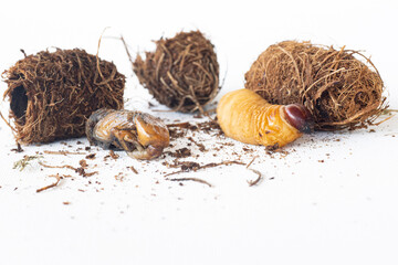 portrait red weevil pupa, larva and cocoon