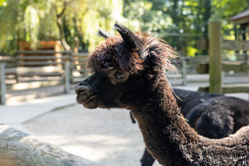 Two playful llamas interacting at a vibrant forested zoo in the afternoon sunlight