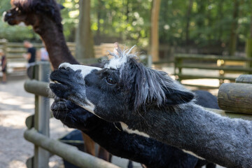 Two playful llamas interacting at a vibrant forested zoo in the afternoon sunlight