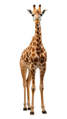 Naklejka premium PNG Giraffe wildlife animal mammal.