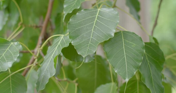 Green bodhi leaves in tample.Bodhi leaves thai.Green bodhi leaf background.