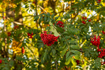 Red rowan berries. Natural. Rowan bunches