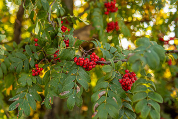 Red rowan berries. Healthy ripe mountain ash fruits