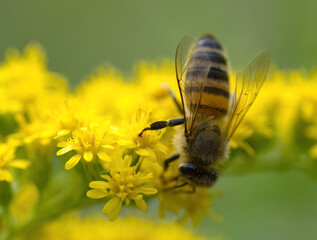 close-Up of a bee on a yellow flower, eye of a bee, hairs of an insect, bright yellow flower, vivid yellow petals, bees in our ecosystem