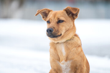 small brown dog in winter on a background of snow