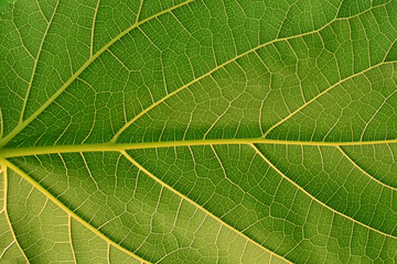 Close-up of green leaves of mulberry leaves