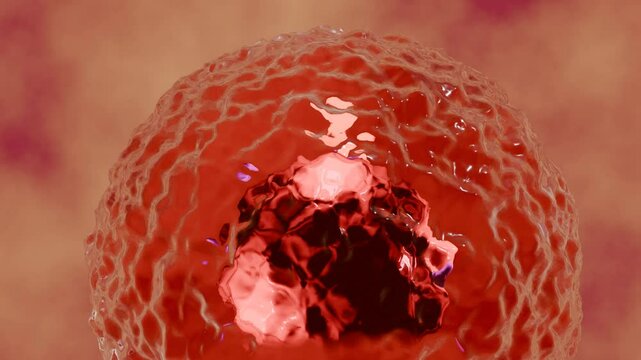 Eukaryotic animal cell ( 3D animal cell, structure of animal cell, diagram of an eukaryote cell )