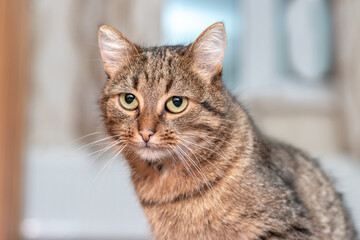 beautiful brown cat with big green eyes in the room by the window