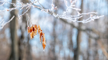 frost covered tree branch with dry leaves in the forest in sunny weather
