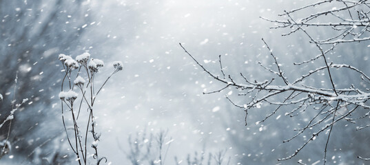 snow-covered tree branches and thickets of dry plants in the forest during snowfall