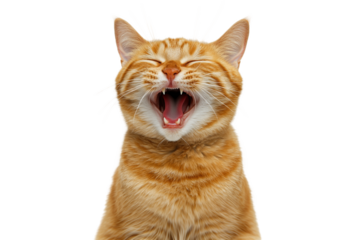 Sleepy red cat yawning isolated cut out on blank background