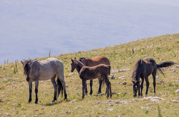 Wild Horses in Summer in the Pryor Mountains Montana 