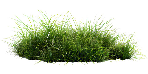 Green grass isolated on white transparent background, PNG 