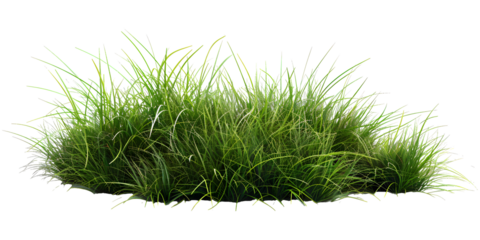 Green grass isolated on white transparent background, PNG 
