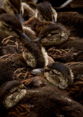 A group of fluffy ducklings with soft brown and downy feathers nestled closely together, showcasing the tender warmth of young wildlife. 