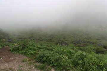 Foggy day with green grass in Dhofar Governorate, Sultanate of Oman
