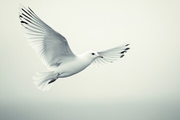 Obraz premium A serene white bird in mid-flight against a soft, blurred background, embodying freedom and tranquility.
