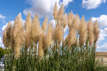 Golden Pampas Grass Plumes Swaying Beneath a Bright Blue Sky with Clouds