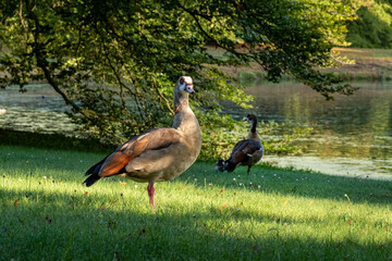 Bird duck wildlife park Den Haag Netherlands colourful farm