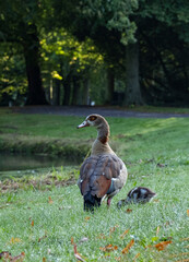Bird duck wildlife park Den Haag Netherlands colourful farm
