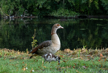 Bird duck wildlife park Den Haag Netherlands colourful farm