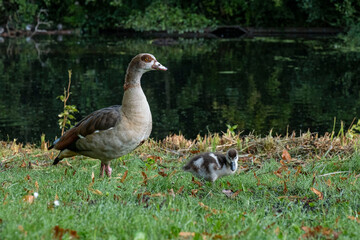 Bird duck wildlife park Den Haag Netherlands colourful farm