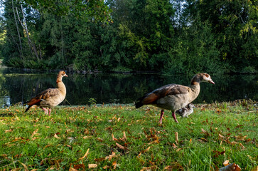 Bird duck wildlife park Den Haag Netherlands colourful farm