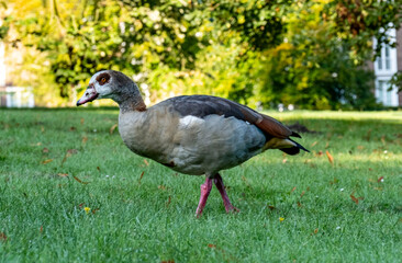 Bird duck wildlife park Den Haag Netherlands colourful farm
