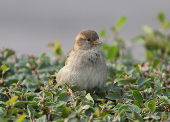 A sparrow is sitting on top of a green bush